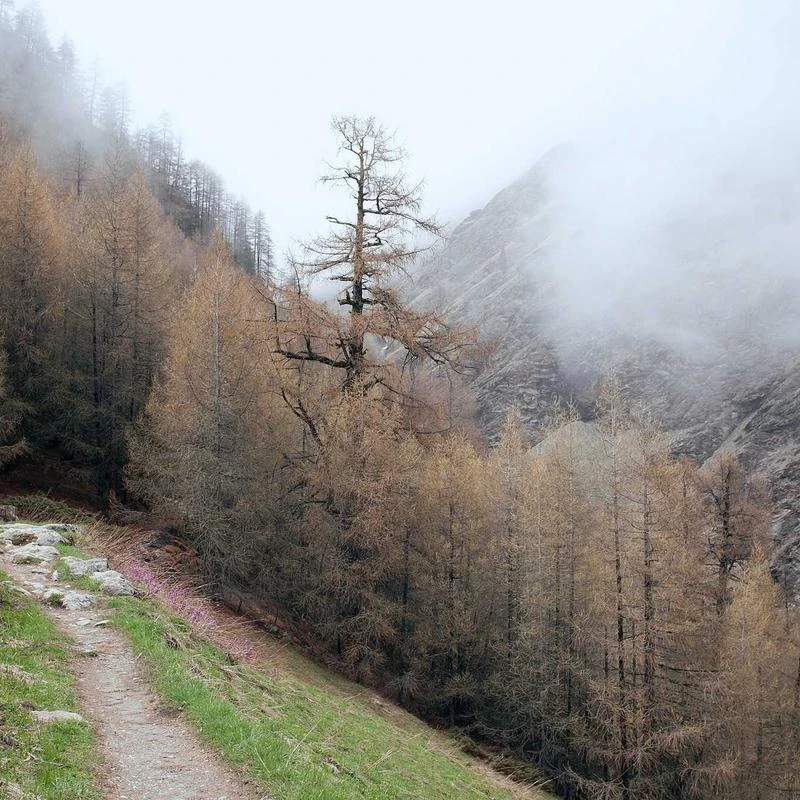 adidas Climacool Performance Polo (A166)