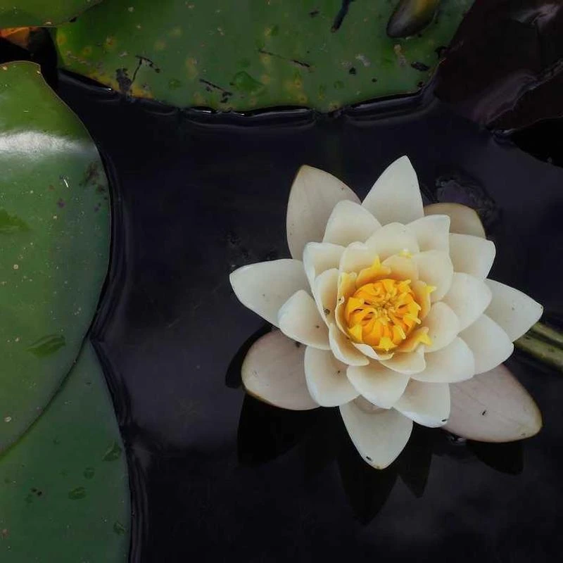 Nike Men's Air Max 2017 Cool Grey/Anthracite-Dark Grey (849559 008)