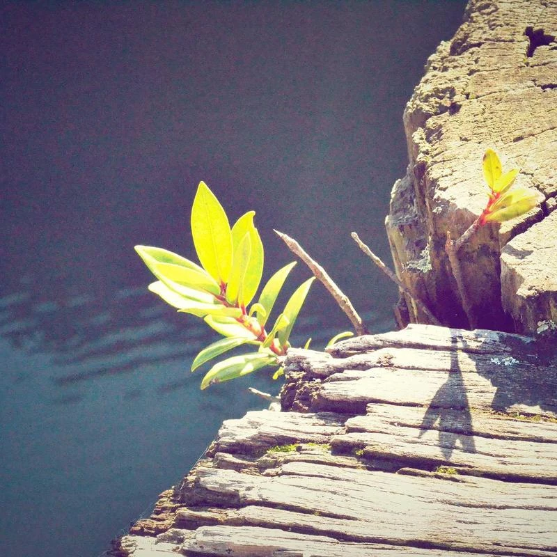 Nike Men's Gymnastics Shoes
