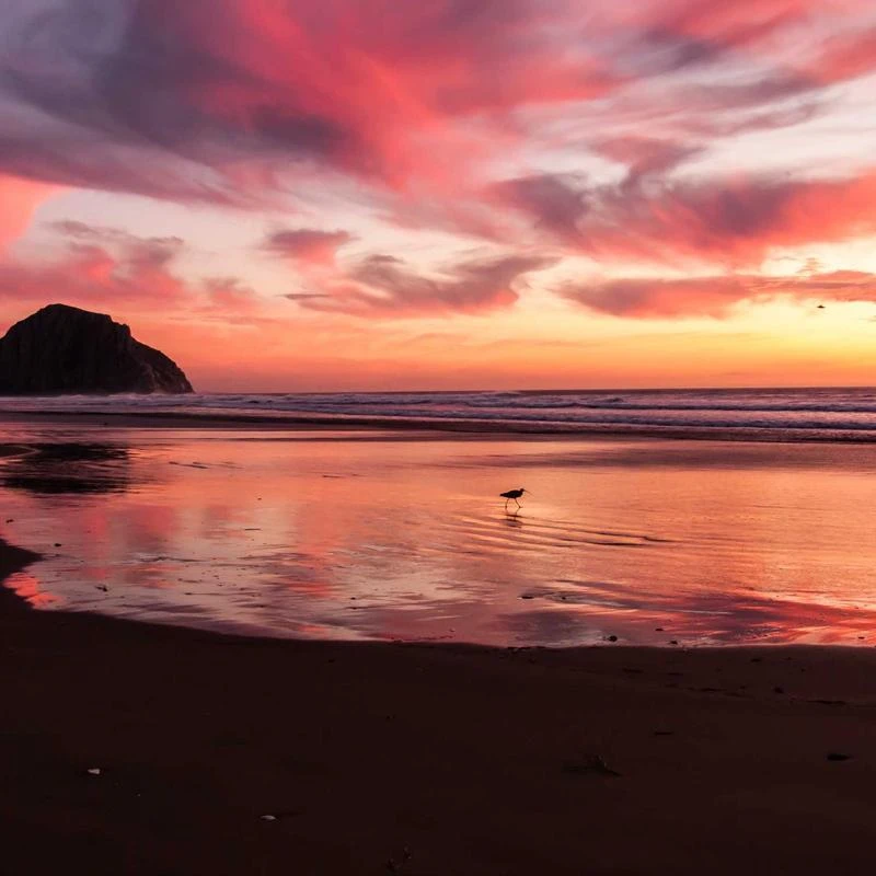 Nike Men's Air Monarch IV Cross Trainer