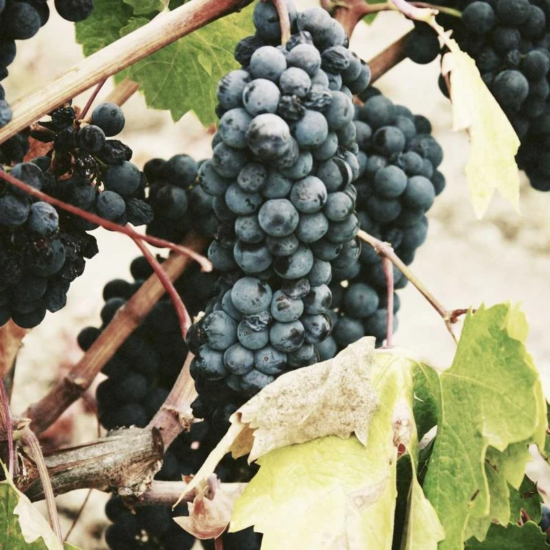 NIKE Mens Legend Short Sleeve Tee