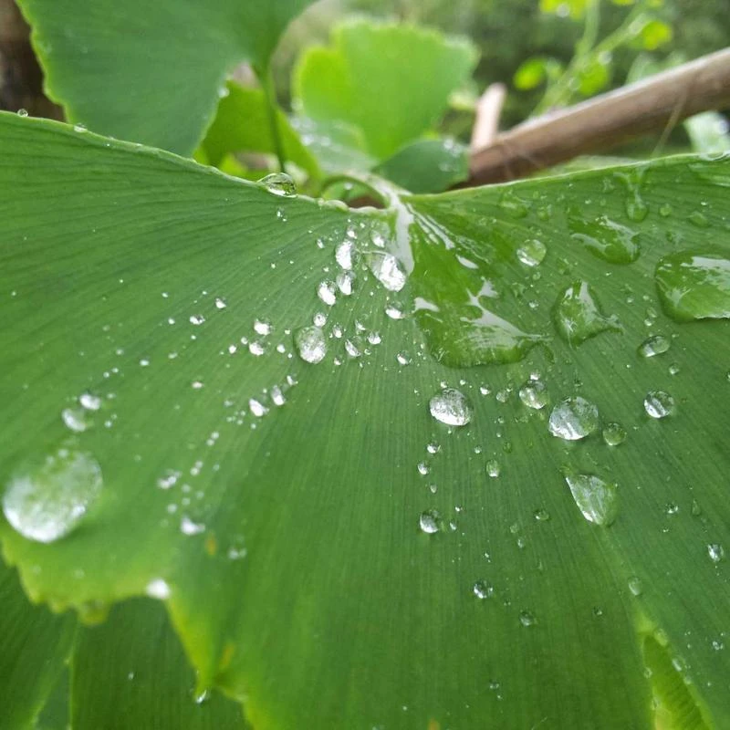 adidas Originals Men's Adicolor Classics 3-Stripes Long Sleeve Tee
