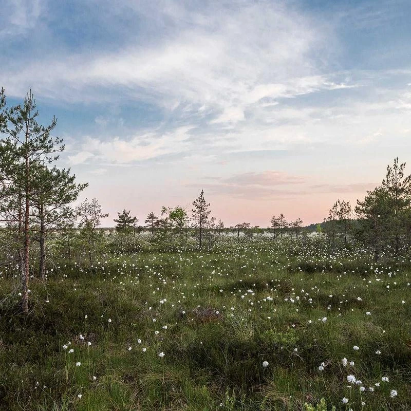 Champion Big and Tall Shirts for Men – Crewneck Big and Tall T Shirt Graphic Tee