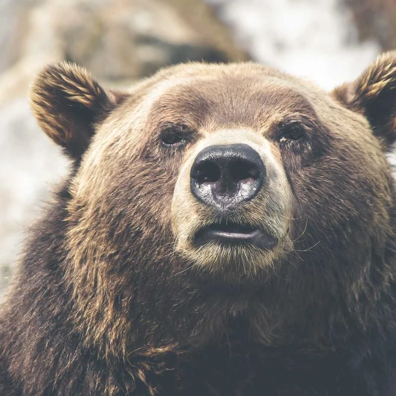 New Balance Kid's Fresh Foam Arishi V2 Lace-Up Running Shoe