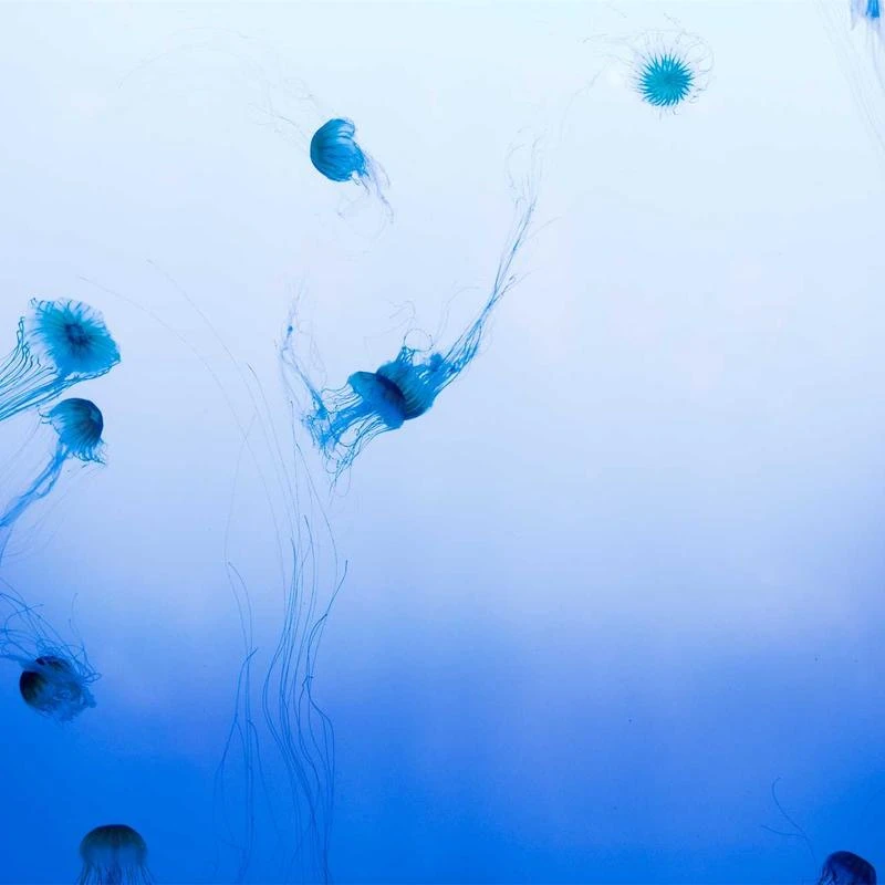 Whipped Muhwabutter Vegan Pack Cleanser 130g Set (+pore brush)