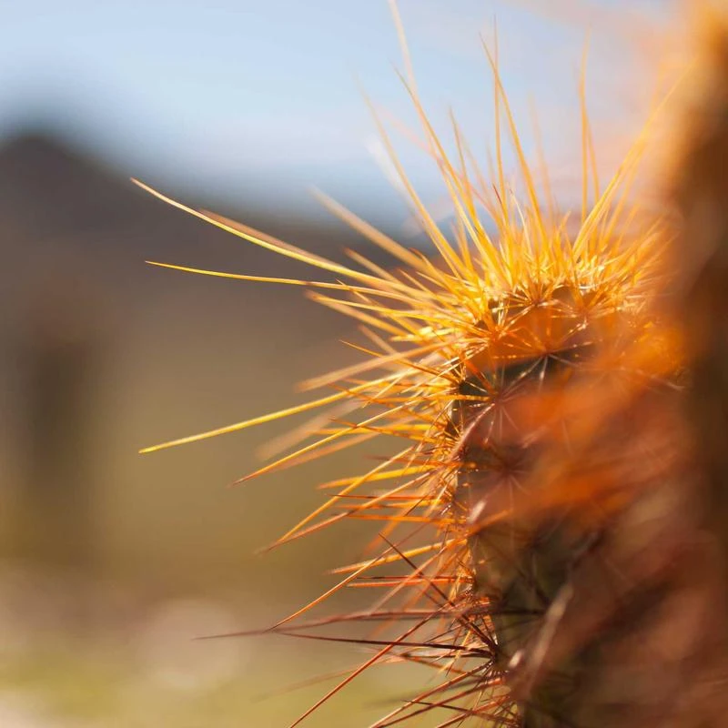 Dr. Althea 345 Relief Cream 50ml