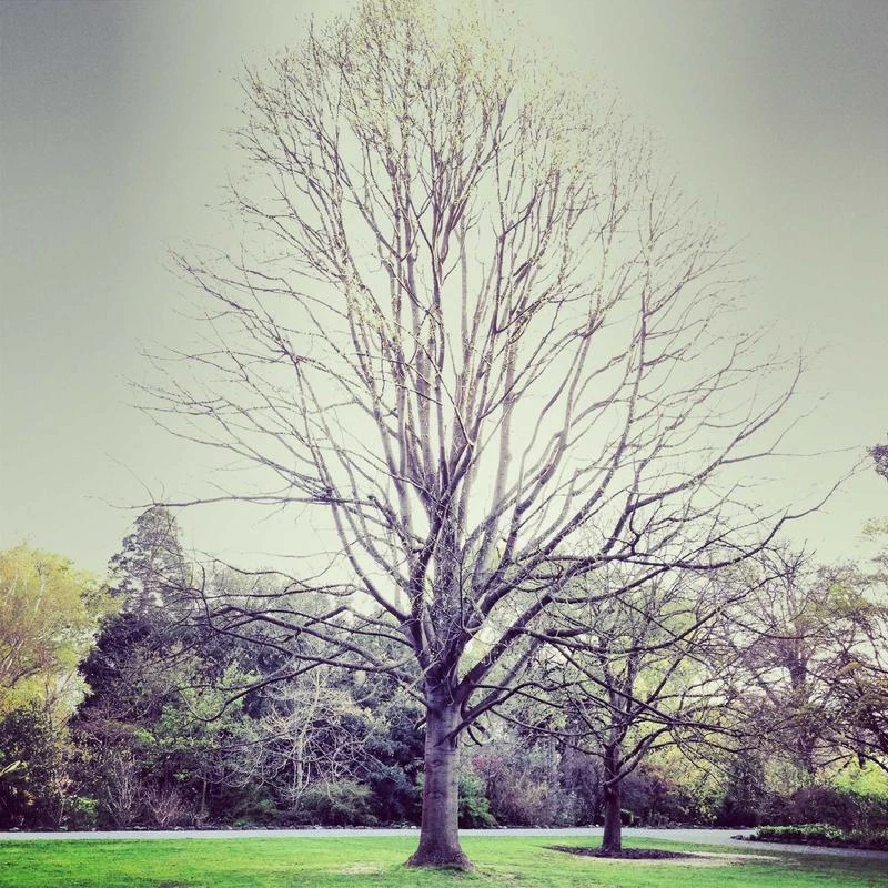 espoir Be Glow Volume Cushion 13g*2ea (Flash Glow Set)