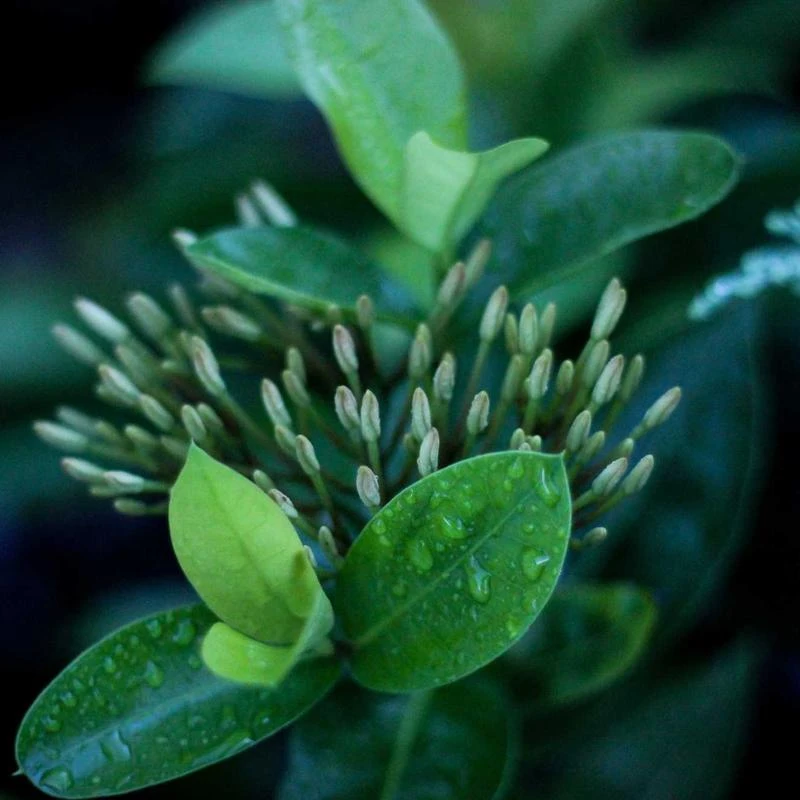 SKIN1004 Madagascar Centella Tone Brightening Glow Mask Sheet 1ea