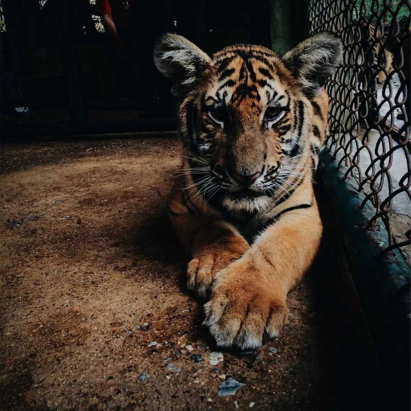 Anua Vitamin C Blemish Serum Mask Sheet 1ea