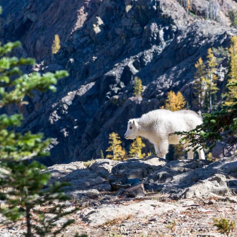 Ursteel Ankle Bracelets for Women, 14K Gold Plated Dainty Layered Figaro Chain CZ Initial Anklets Summer Jewelry Gifts for Women Teen Girls