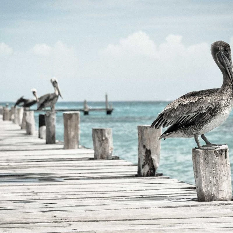 Multi Charging Cable 2Pack 3FT, 3 in 1 5A Multiple USB Fast Charger Cord Adapter with Lightning/Type C/Micro USB Port, Compatible with iPhone/Samsung Galaxy/Pixel/Phones/Tablets and More (Green)