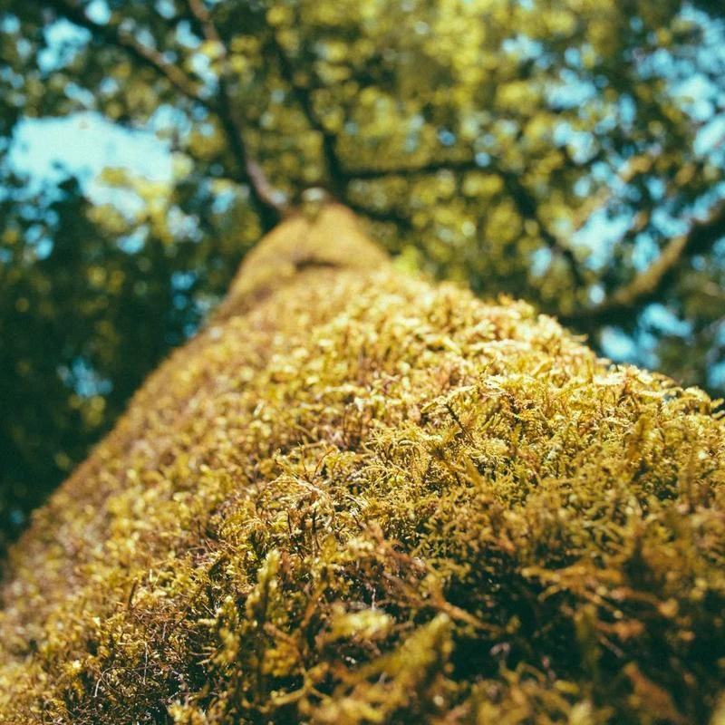 BURBERRY Ladies Biscuit Bra-Detail Long Sleeve Wool Dress, Brand Size 14 (US Size 12)