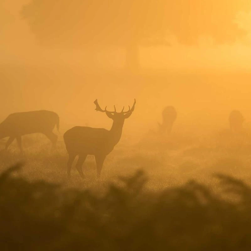 BURBERRY Ladies Optic White Cape Overlay Geometric Print Silk Dress, Brand Size 10 (US Size 8)