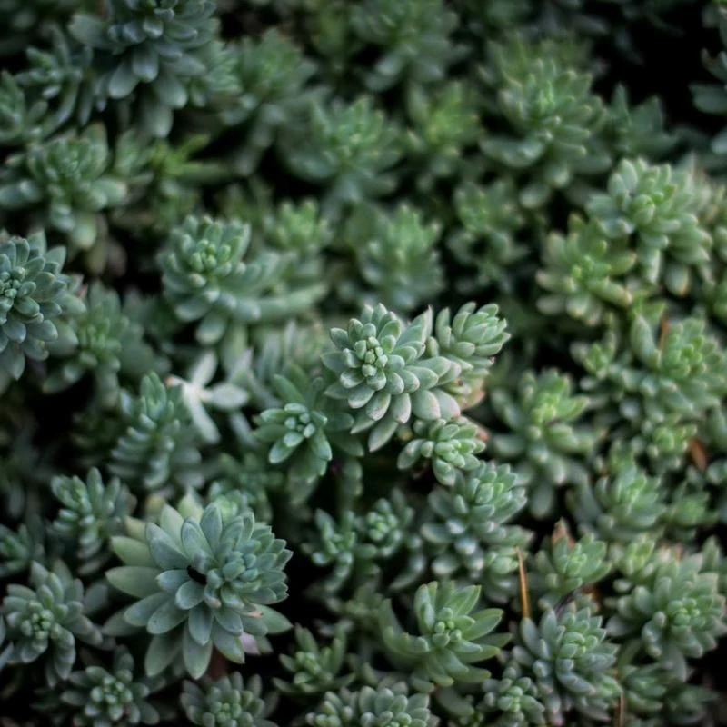 One Piece Back Maestro Old spruce Stradi 4/4 Full Size Violin D Z Strad Model 509 Powerful tone Antique Varnish