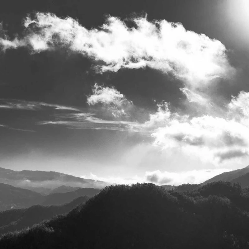 BURBERRY Ladies Animal Print Shirt-Style Dress, Brand Size 2 (US Size 0) Dark Mustard