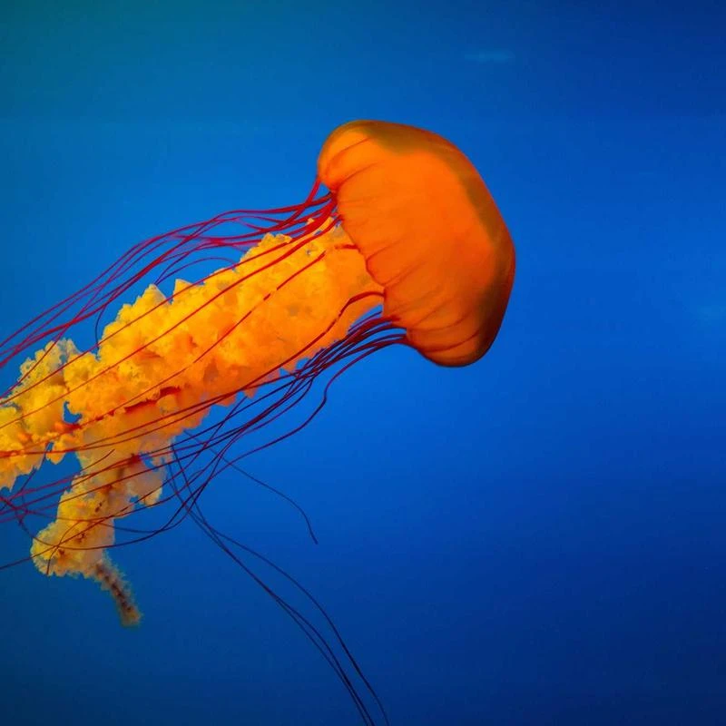 Walnut Two Pieces Cashmere Wool Suits Female Hooded Knit Sweater Set Warm Cashmere Knit Tops and Wide Leg Pant Sets (Color : D, Size : L Code)