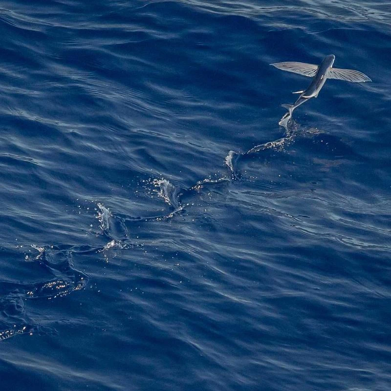 LIUYUNQI 16 Inch Antique Classic Hand Painted Blue and White Decoration Round Ceramic Plate