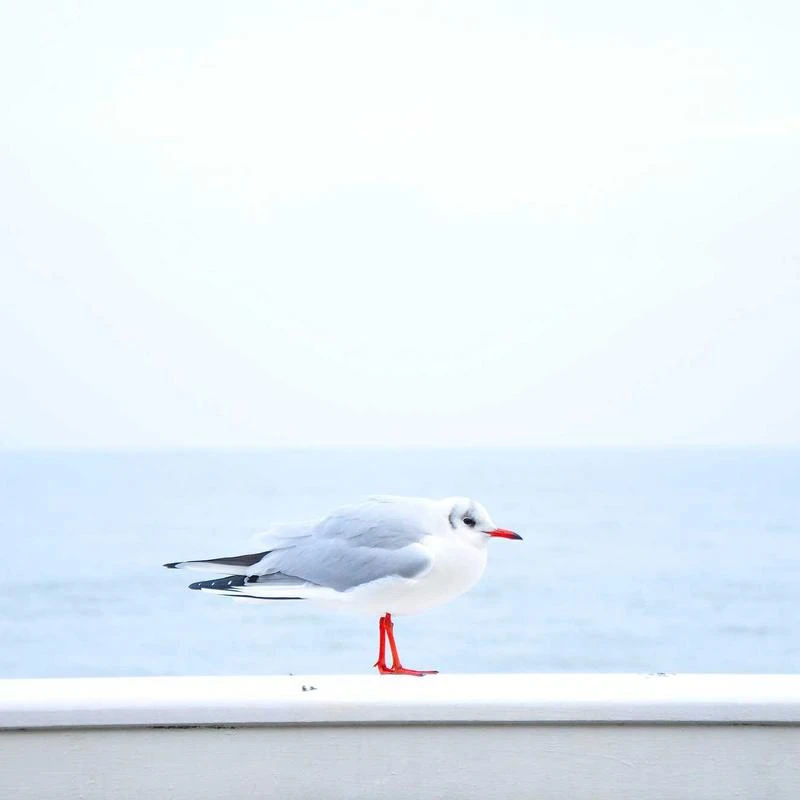 Rado D Star Chronograph Automatic Yellow Gold PVD and Black Ceramic Mens Watch R15967162
