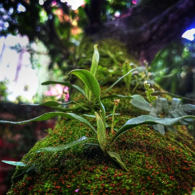 Omega Seamaster Planet Ocean Automatic Mens Watch 215.30.44.22.01.001